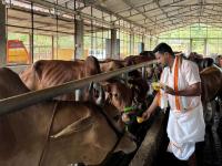 Go-Pujana at Kembre Farm Goshala (Pictures courtesy Shri Jnanesh Bhat Hattangadi)